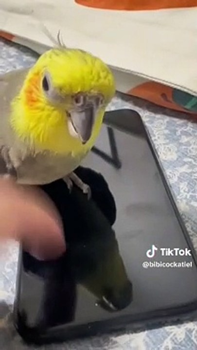 Pet