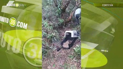 Tigrillo lanudo fue liberado después de una intensa rehabilitación