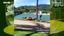 Caballo utilizado en turismo se desplomó por el fuerte calor en Guatapé
