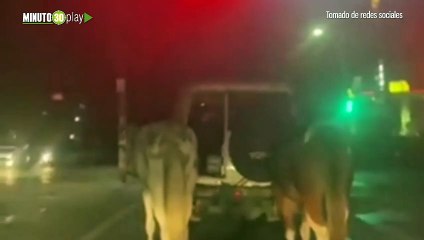 Conductor transporta a dos caballos amarrados de la parte trasera de su carro