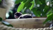Tamarin Family Members Take it in Turns to Cuddle Adorable New Baby!