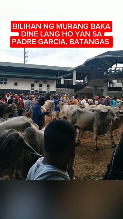 Murang bilihan ng baka