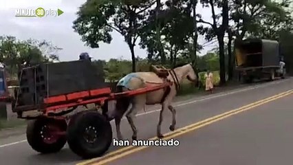 Al programa de sustitución de vehículos de tracción animal VTA de la Gobernación le están haciendo conejo Juliana Álvarez Parte 1