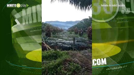 Fedepalma hace llamado al Gobierno por la destrucción masiva de palmas en Turbo