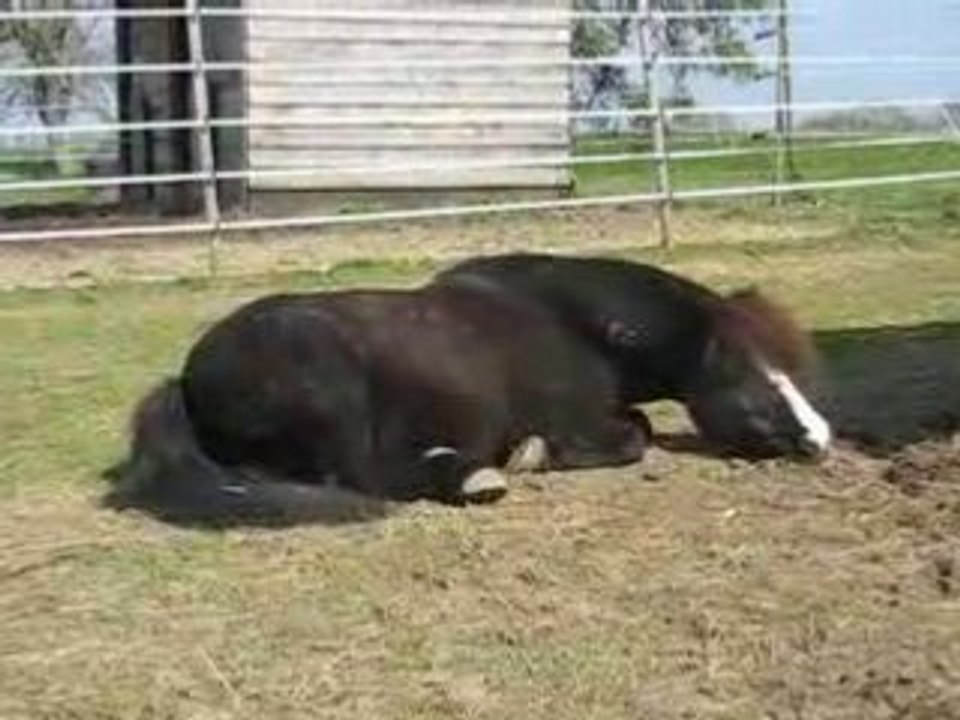 CHEYENNE FAIT LA SIESTE