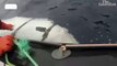 Beluga whale filmed harassing Norwegian boats could be 'Russian weapon'