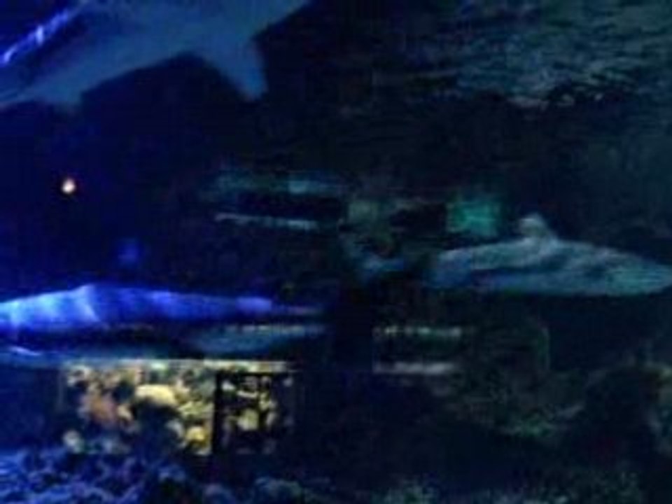 Aquarium Cap d'Agde 5
