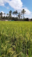 Rice Field In Sasa Hinatuan
