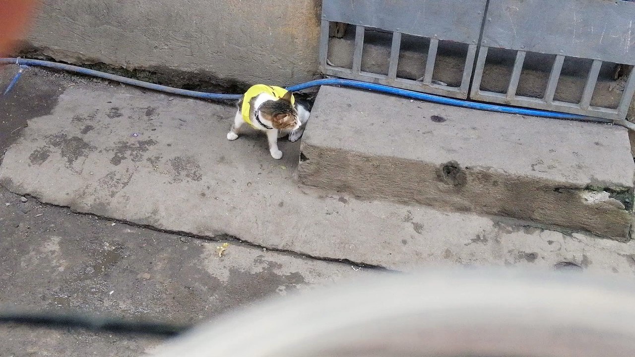 picachu cat