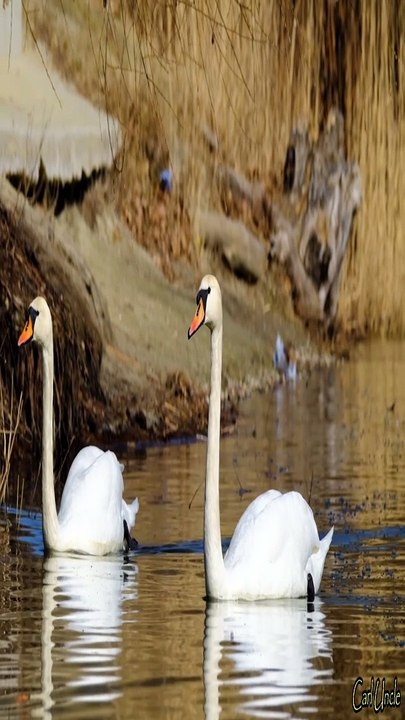 白鳥の湖