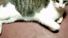 bonbon