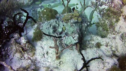 Fish, fish, reef fish, and a BIG fish