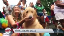 Los perros también tienen su carnaval en Río de Janeiro