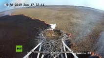 Cigüeña padre protege a sus futuros polluelos en medio de un incendio