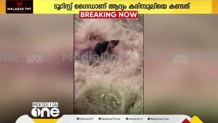 ഇടുക്കി മൂന്നാറിൽ കണ്ടത്  കരിമ്പുലി തന്നെ; സ്ഥിരീകരിച്ച് വനംവകുപ്പ്