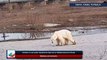 Avistan un oso polar hambriento lejos de su hábitat natural en Rusia