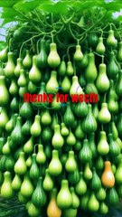 The best way to grow winter melon for your consideration. #meijinggarden #fruit #gardening #shorts