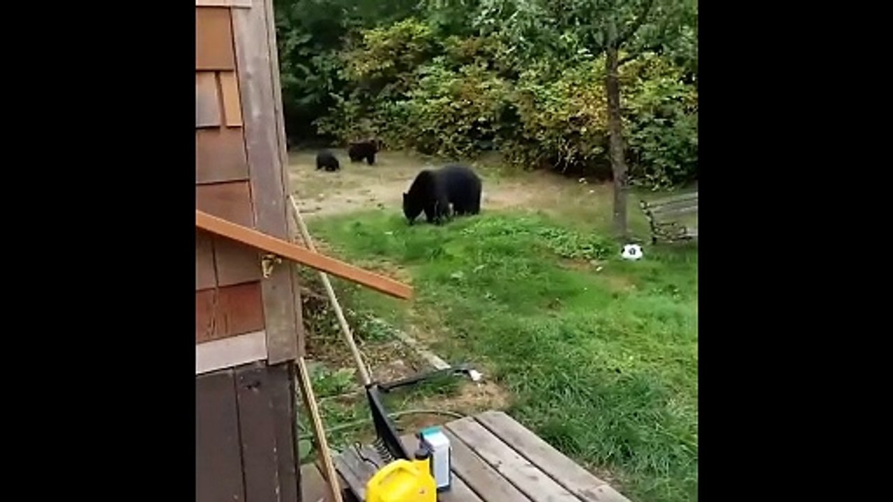 Bears In CANADA VS FINLAND (funny)