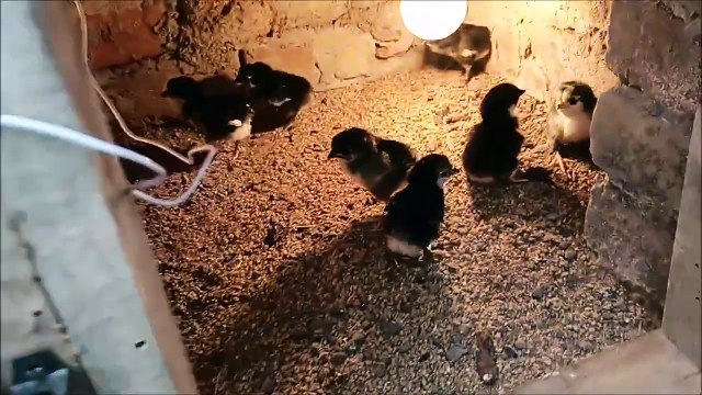 Best idea to take care baby Chicks in winter - Small chicks Care in winter