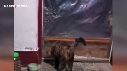 Akıllı kedi kapıdan çıkamayınca bakın nasıl bir yöntem geliştirdi...