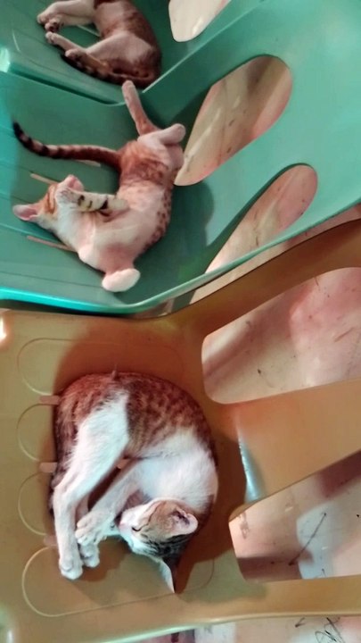 the three baby Cat Sleeping