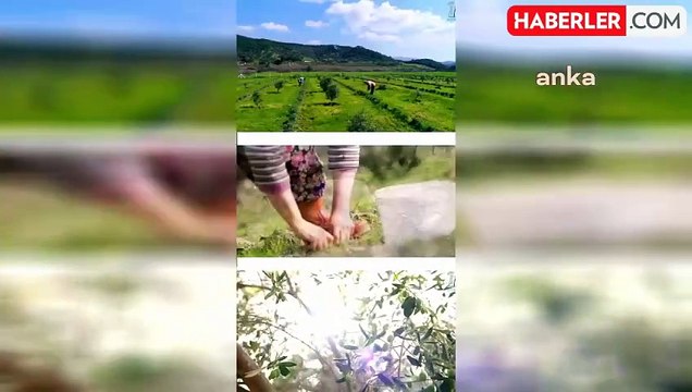 Seferihisar Belediyesi, mandalina ve zeytin üreticilerine sulama suyu desteği sağlayacak