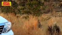 Impresionantes Peleas animales - Recopilacion Leopado vs Puercoespin y Puma contra Oso