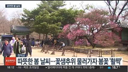 꽃샘추위 뚫고 봄꽃 '활짝'…내일 올 들어 가장 따뜻