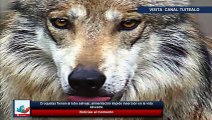 Croquetas frenan al lobo salvaje; alimentación impide inserción en la vida silvestre