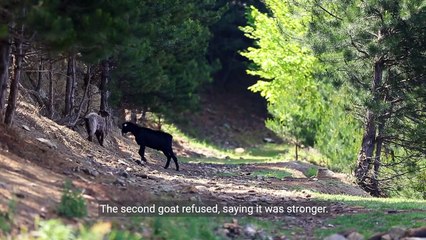 Two goats on bridge