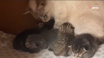 Ils ramènent chez eux un chaton trouvé dans la rue : la chatte du foyer a une réaction qui a ému 6M de personnes