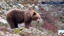 Lo quieren vivo o muerto oso M49 divide opiniones en Italia