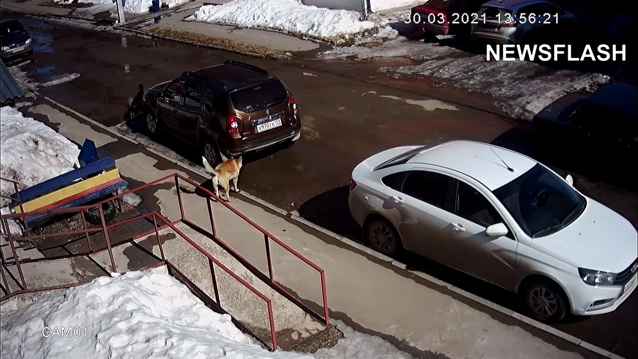 La bataille épique d’un chat héroïque contre sept chiens