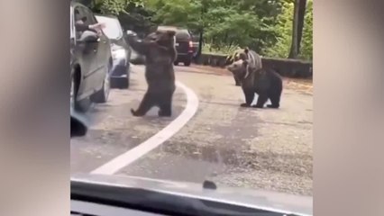 Un oso choca con un humano