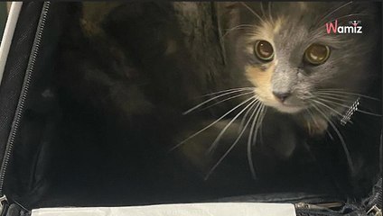 Boîte abandonnée devant le refuge : ils ne sont pas prêts pour l'annonce du vétérinaire