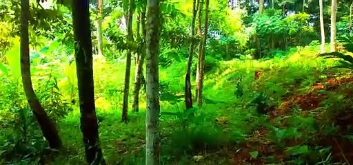 suasana di alam liar