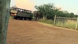 مقاطع توثق ذعر ركاب شاحنة في مواجهة إصرار فيل على مهاجمتهم