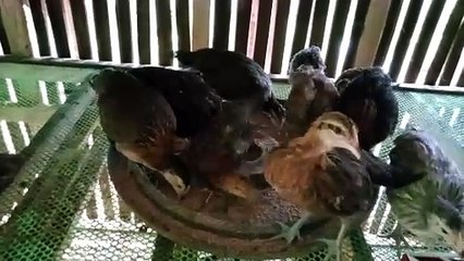 Manok Bisaya Juvenile chick