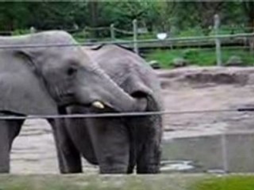elephant trompe Q elepante