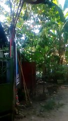 alaga ko
