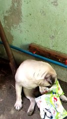 alaga ko makulit