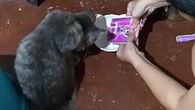 Cream O