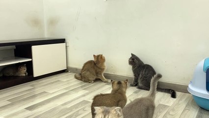 funny cats chasing laser pointer