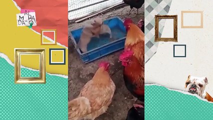 ¿Qué hacer si a tu perrito le da un golpe de calor?