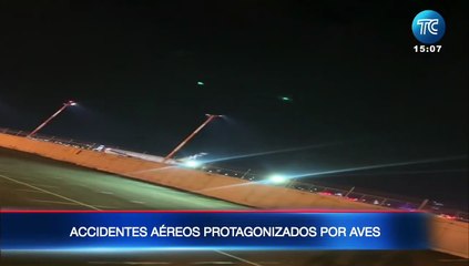 Guayaquil: ¿Que tan peligrosos y frecuentes son los choques de aves contra aviones?