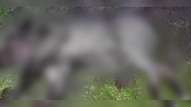 서울 종로구 감사원 인근 멧돼지 출몰...1시간 반 만에 사살 / YTN