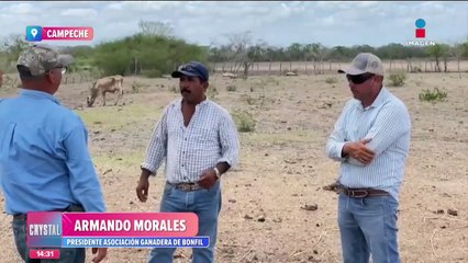Decenas de cabezas de ganado se pierden por las altas temperaturas en Campeche