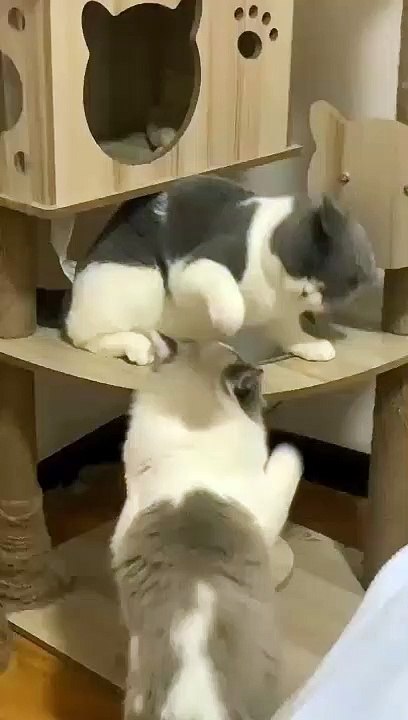 cat Cutest thing you'll see today