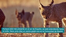 El lince ibérico conquista Madrid