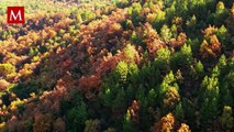 Una cara sonriente formada por árboles aparece cada otoño en Estados Unidos; esta es su historia